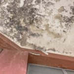 Black Mold Growth and Stains