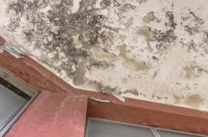 Black Mold Growth and Stains